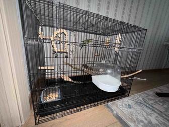 Продам большую клетку с попугаем