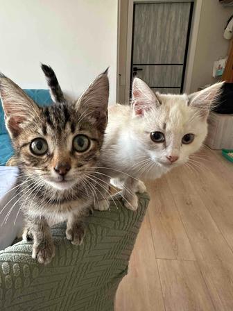 Котята в хорошие руки