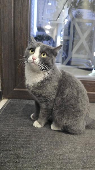 Ищем котородителей