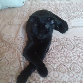 Отдам в добрые руки кот