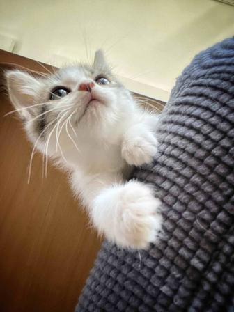 Отдам котят