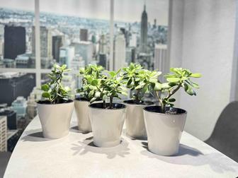 Денежное дерево(толстянка)