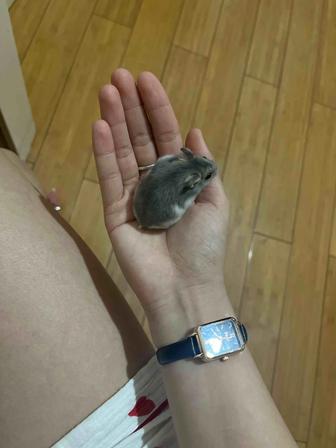 Продам хомяка