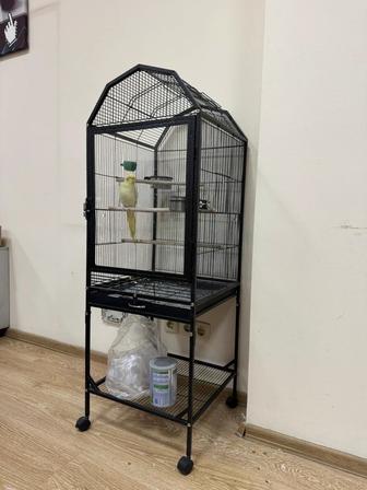 Продадим ручного попугая с клеткой