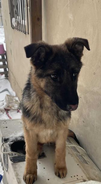 Пропал щенок кушик собака