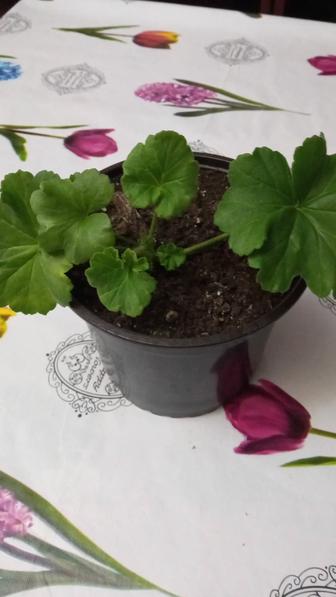 Продам цветок комнатный