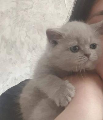 Котенок британец