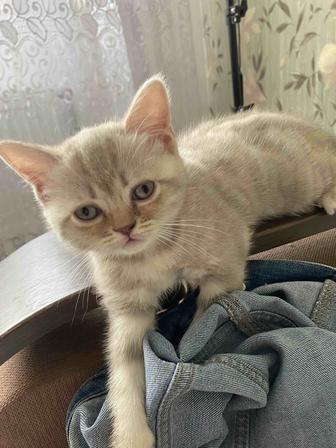 Продам котят шотландской породы