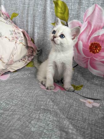 Серебристая Шиншилла Британка