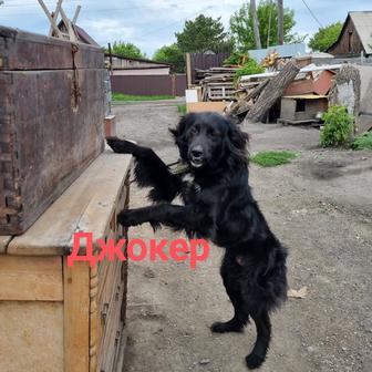 Собаки