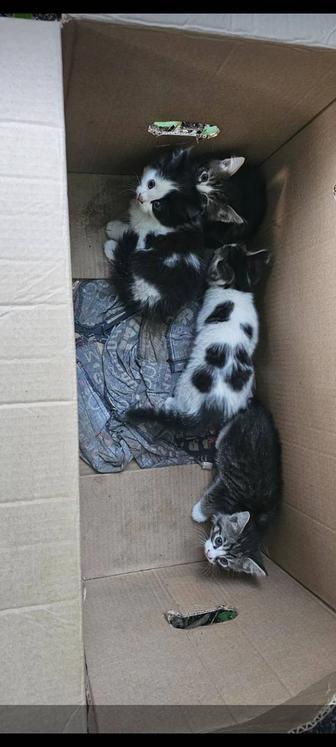 Котята в любящие ручки