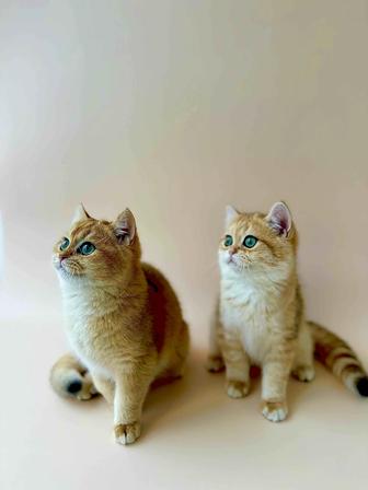 Котята Шиншиллы