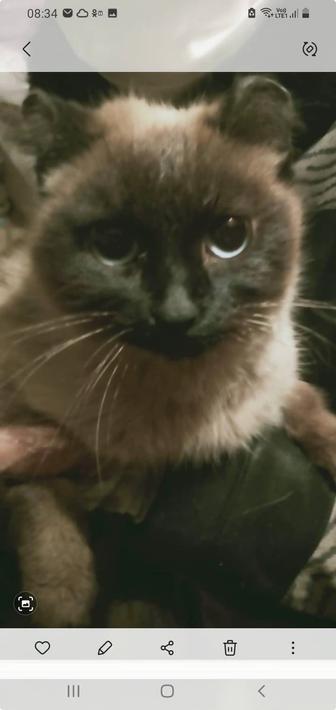 Ищем дом для кошечки