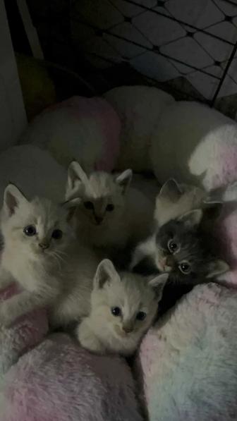 Отдам котенков