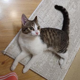 Котенок Мурчик для добрых и ответственных котородителей