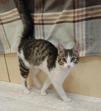 Котенок Мурчик для добрых и ответственных котородителей