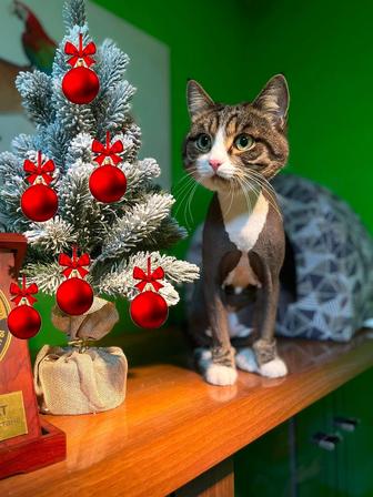 Акция. Стрижка кошек работаем в паре. Груминг Астана