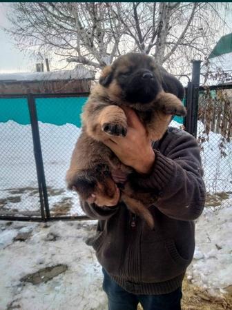 Отдам щенка 2 месяца