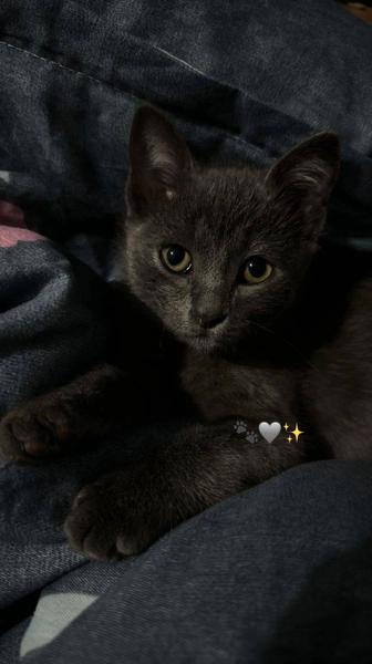 ПРОПАЛА КОШКА! ВОЗНАГРАЖДЕНИЕ!