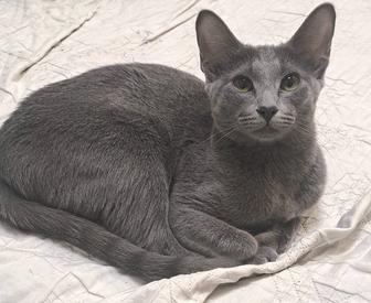 Продам кошечку