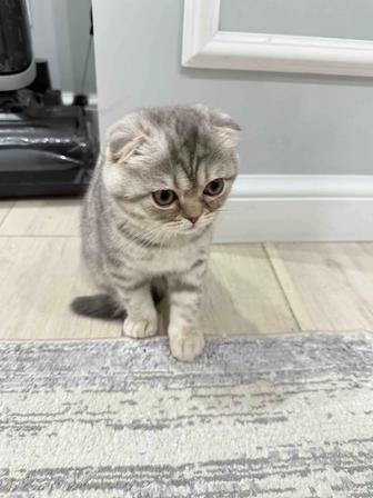 Шотландский вислоухий котенок