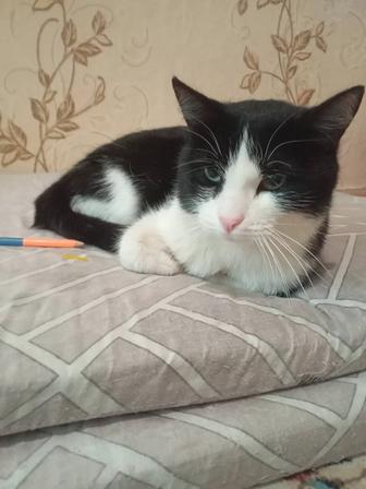 Отдам даром кота