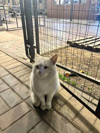 Подарите коту дом