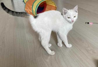 Котенок