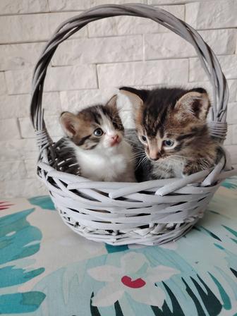 Котят бесплатно