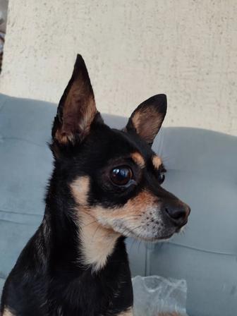 Чихуахуа мальчик отдам в добрые руки