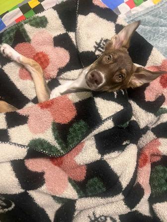 Отдам собаку в добрые руки