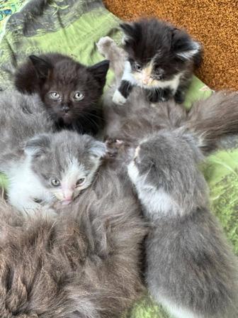 Отдам котят