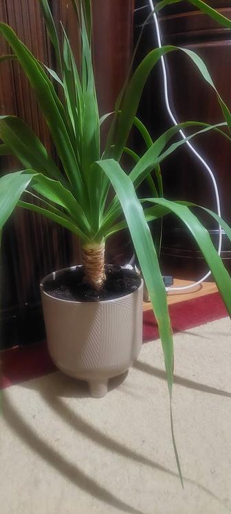 Драцена Драко