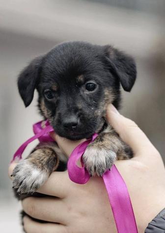 Щенки мальчики в надежные семьи