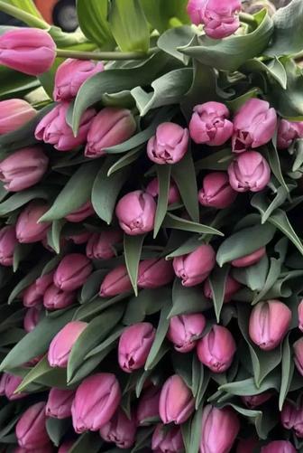 Тюльпаны оптом