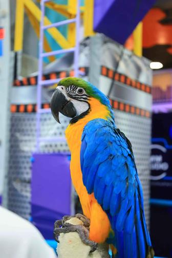 Фотосессия с попугаем