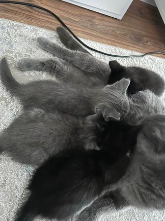 Срочно, 4 котенка и кошка(британка)