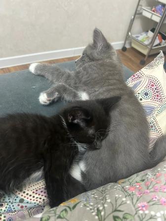 Срочно, 4 котенка