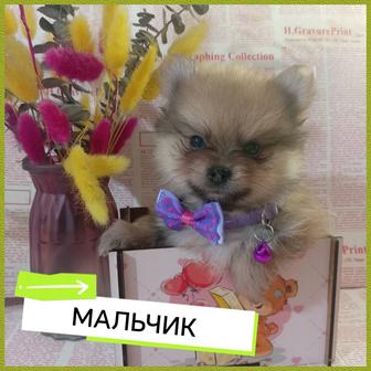 Мини шпицульки ждут своих любящих родителей. Доставка по Казахстану.