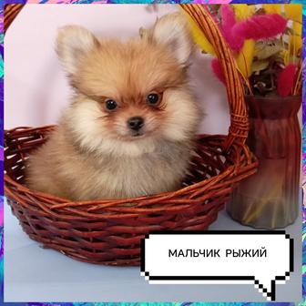 Мини шпицульки ждут своих любящих родителей. Доставка по Казахстану.