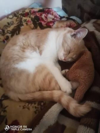 Пропал кот.