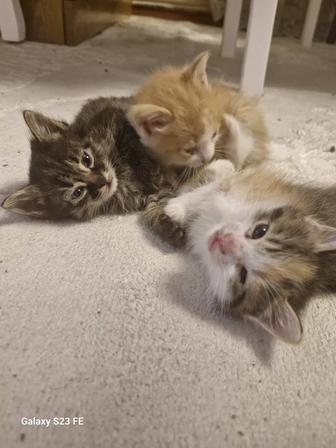 Котята в добрые руки. 1.5мес.