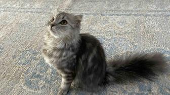 Шотландская кошка