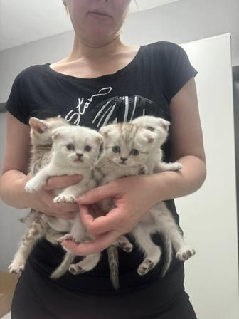 Продам британских котят