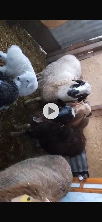 Продам овец . Овцы , самки баранов