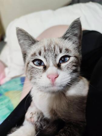 Котенок. девочка 5 месяцев.