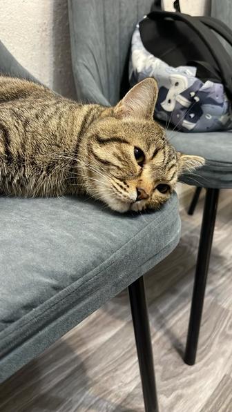 Отдам кота в добрые руки