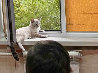 Отдам кота в хорошие руки