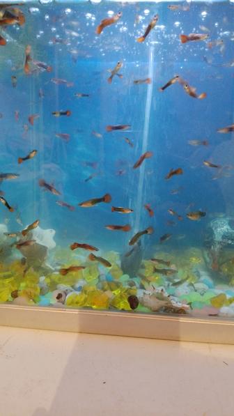 Продаю аквариумных рыбок