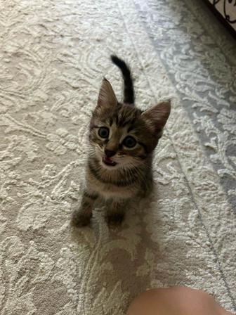 Отдам котенка, и лоток
